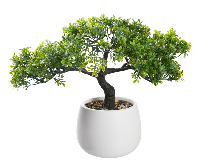 Bonsai